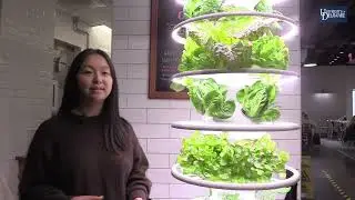 UD Hydroponics Club students grow food in aeroponic towers