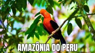 FLORESTA AMAZÔNICA PERUANA | O Paraíso Esquecido da Amazônia - Documentário