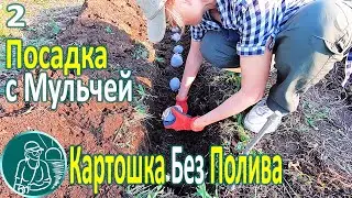 🥔 Посадка картофеля без полива в жаре и засухе ⯇2⯈ Траншейная посадка картошки и мульчирование
