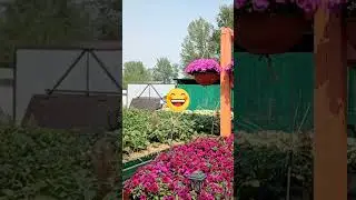 Это не Женщина - Это Беда - Немного Юмора - Петунья и уход - Природное земледелие