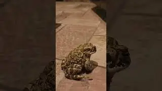 Мишель и лягушка)