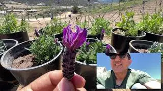 Spanish Lavender, Primavera Spanish Lavender