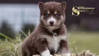 📞 +7 (916) 505-78-42 Продаются щенки 🐶 Сибирский хаски Питомник «СВОБОДНАЯ СТАЯ» г. Москва.