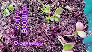 Астра взошла на 4-й день•Способ посева•О семенах которые взошли быстро. 