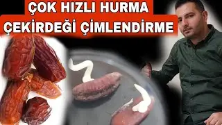 Hurma Çekirdeği ÇİMLENDİRME / En Etkili Hurma Tohumu Çimlendirme Nasıl yapılır
