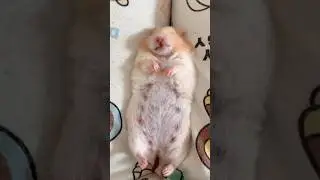 Смешной хомяк 🐹🤭 #приколы #смешноевидео #смешно