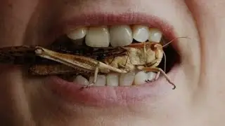 ЕДА ИЗ НАСЕКОМЫХ и РАДИАЦИЯ - это звенья одной  цепи  !   Срочная  информация !