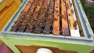 7.10.2024 - осмотр отводков перед зимовкой, дрожжевая подкормка и наличие расплода