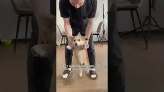 Пять причин не заводить корги 