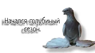 Начался сезон разведения. Меня долгое время не было.