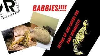 Baby Uromastyx Care !