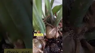 ЭТО НУЖНО ЗНАТЬ ВСЕМ У КОГО ЕСТЬ КОМНАТНЫЕ РАСТЕНИЯ