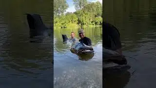 silure record dans le Tarn