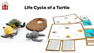 Life Cycle of a Turtle Activity