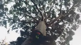 Un Árbol de cristal