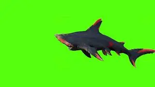 Green Screen Hammerhead Sharks