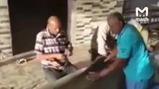 🤯 Акулу, которая убила российского туриста в Египте, мумифицируют 
