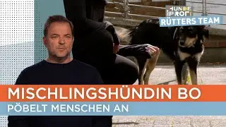 Frauchen Rabea macht sich Sorgen, dass es eskaliert 😳 | Der Hundeprofi - Rütters Team