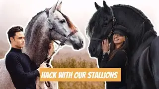 PRE STALLION AND FRIESIAN STALLION RACE ON A HACK