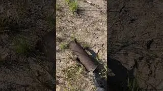 Разорвавшийся снаряд? Гильза? 🧐 