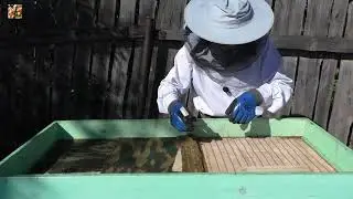 Причудливый главный взяток❗ 🍯 Но мёд-то есть❗