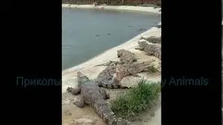 Нереально везучая птица