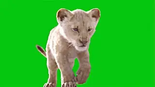 Green Screen - Lion cubs
