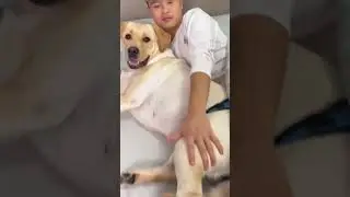 Con giáp thứ mười ba 😌😌pet dog xuhuong