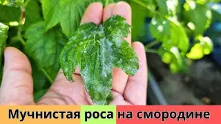 Мучнистая роса на смородине! Чем обработать и спасти урожай 🫐🍇