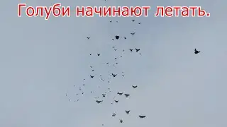 Голуби начинают летать.