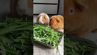 Жрёшь? Жру! Вкусно #морскаясвинка #приколысживотными #питомцы #еда #веган #вкусно #свинка #ням #лайк