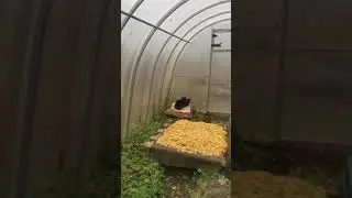 Ольга-Кто готов кормить котов.