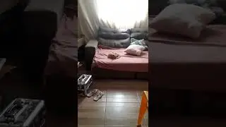 meu gato kkk