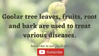 Cluster Figs (Ficus racemosa) Goolar Fig/Umbar - Health Benefits in Hindi & Marathi | Unique Videos