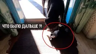 Котенок и питбуль, что было дальше...!!! Банда играет с новыми игрушками. Питбуль/Волк/Дворняжка.
