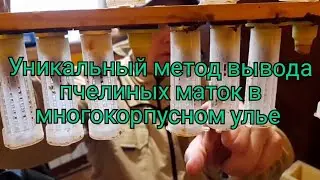 УНИКАЛЬНЫЙ МЕТОД ВЫВОДА ПЧЕЛИНЫХ МАТОК В МНОГОКОРПУСНОМ УЛЬЕ. ч.1. Матководство полный цикл.