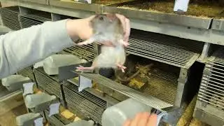 «Чтобы мир был добрее»:  новосибирские ученые  ищут способ избавить мир от агрессии