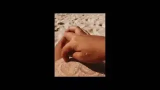 (Vore) Beach day