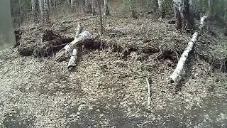 Радиация в лесу. Поход в лес с радиометром