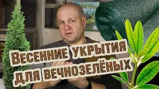 Обзор материалов и способы укрытий хвойных и вечнозелёных растений от весеннего солнца