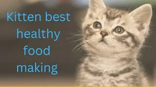 বিড়ালের বাচ্চার জন্য পুষ্টিকর খাবার।/ kitten best healthy food making #kittenhealthyfood #kittenfood