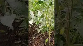 Универсальное и не дорогое удобрение для томатов