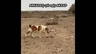 Central Asian Shepherd Dog Turkmen Alabay Alabai 