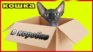 Кошка в коробке. Смешная ситуация с кошкой в коробке.