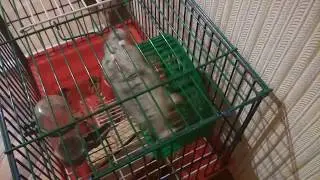 🐹Хомяк лазит по крыше клетки: наш Федя акробат! 🐾