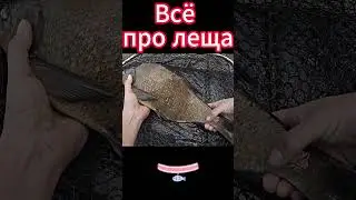 Всё про леща