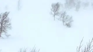 Росомаха против северного оленя | Wolverine attack Reindeer