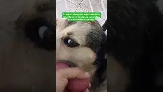 Cachorro vidente super fofo 3 #petlovers #br #viral