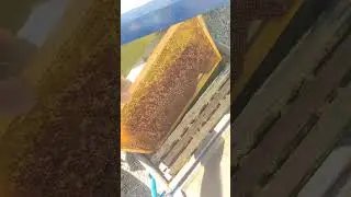 Прямое доказательство того ЧТО ДЕЛО БОЛЬШЕ В ПЧЕЛИНЫХ МАТКАХ ДВА ВЕДРА МЁДА СО ВТОРОЙ ОТКАЧКИ ✅😳☝️🐝