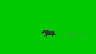 Rino running with dust green screen video effect.